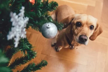 dog under a christmas tree