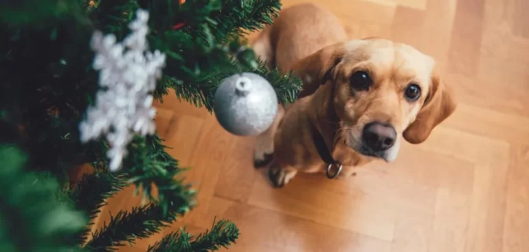 dog under a christmas tree