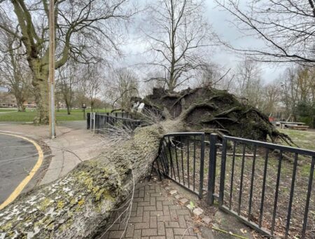tree down in the park